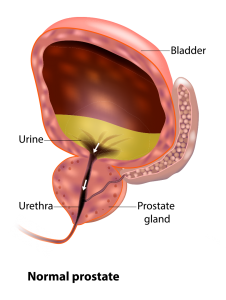 normalprostate